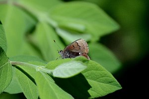072 2015-05136240 Parker River NWR, MA